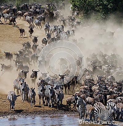 Wildebeests are runing to the Mara river. Great Migration. Kenya. Tanzania. Masai Mara National Park. Cartoon Illustration