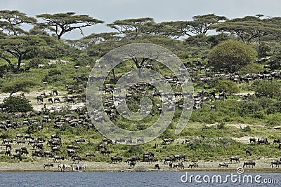 Wildebeests and zebras on hill above lake, Tanzania Stock Photo