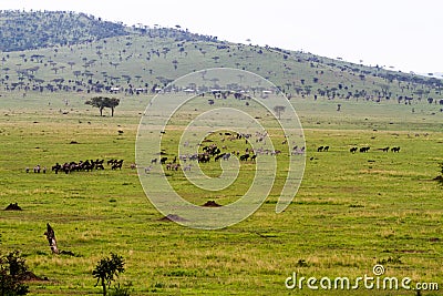 Wildebeests and zebras in Serengeti National Park, Tanzania Stock Photo