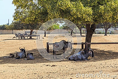 Wildebeests and Zebras in the zoo Stock Photo