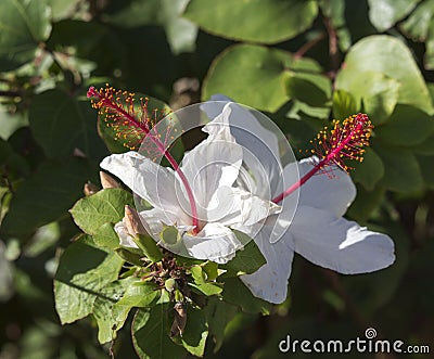 Wilder's White Hawaiian Hibiscus arnottianus Single Hibiscus with pink stamens. Stock Photo