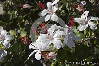 Wilder's White Hawaiian Hibiscus arnottianus Single Hibiscus with pink stamens. Stock Photo