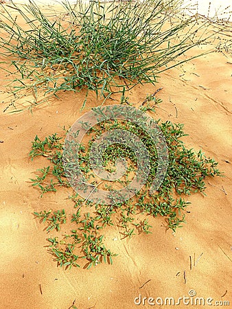 Desert herbs on the gold sands Stock Photo