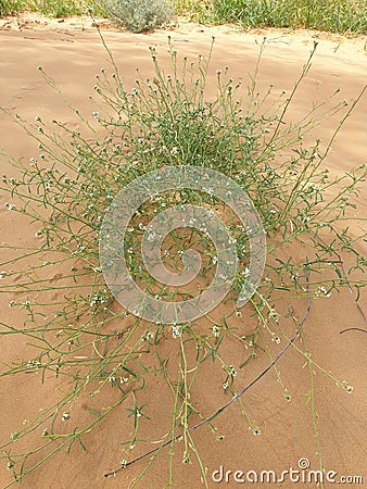 Desert herbs on the gold sands Stock Photo