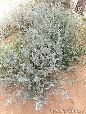 Desert herbs on the gold sands Stock Photo