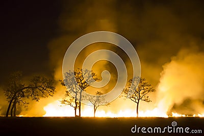 Wildfire Burning forest ecosystem is destroyed Stock Photo