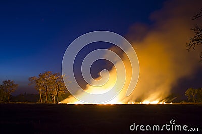 Wildfire Burning forest ecosystem is destroyed Stock Photo