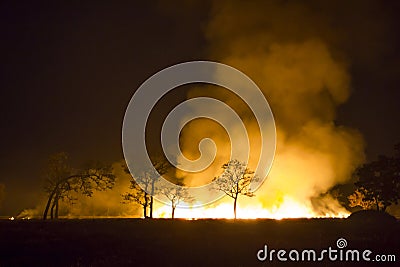 Wildfire Burning forest ecosystem is destroyed Stock Photo