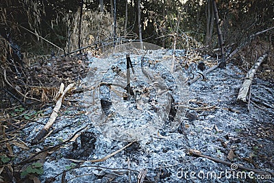 After wildfire burning tree at the day. Forest Fire Stock Photo