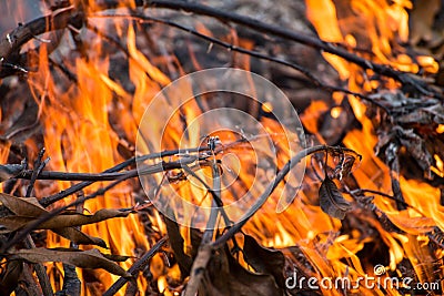 Wildfire burning Stock Photo
