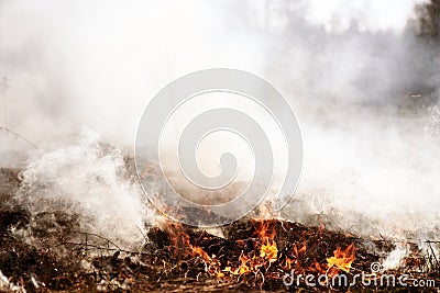 Wildfire. Fire. Global warming, environmental catastrophe. Concept man helpless before natural disaster. Protection Stock Photo