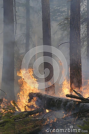 Wildfire in forest Stock Photo