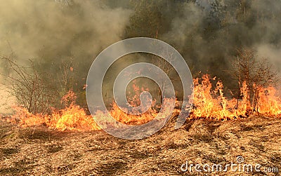 Wildfire, forest fire, burning forest Stock Photo