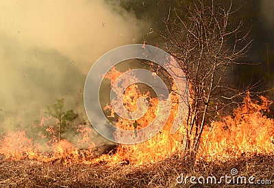 Wildfire, forest fire, burning forest Stock Photo