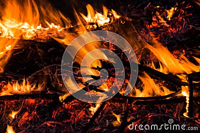 Wildfire,Forest fire Stock Photo