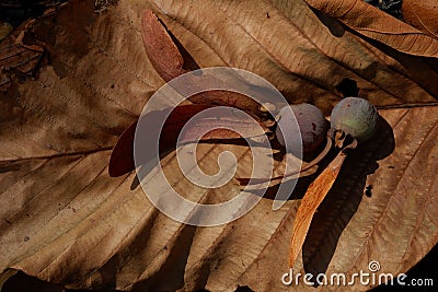 After wildfire in the forest. Stock Photo