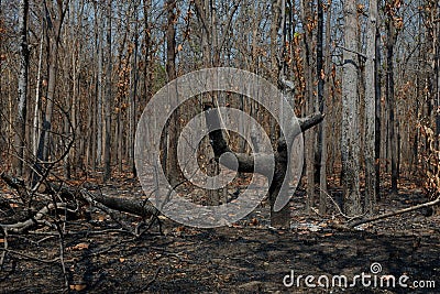 After wildfire in the forest. Stock Photo