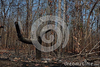 After wildfire in the forest. Stock Photo