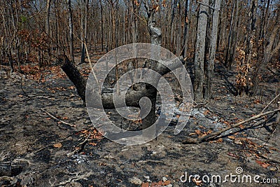 After wildfire in the forest. Stock Photo