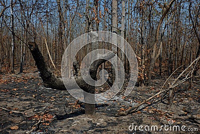 After wildfire in the forest. Stock Photo