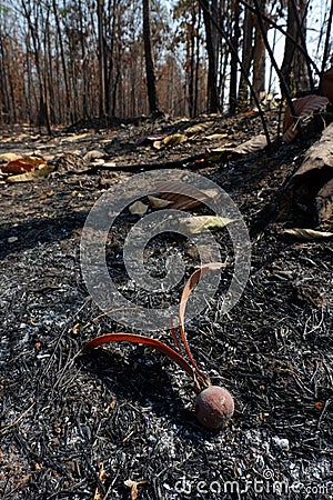 After wildfire in the forest. Stock Photo