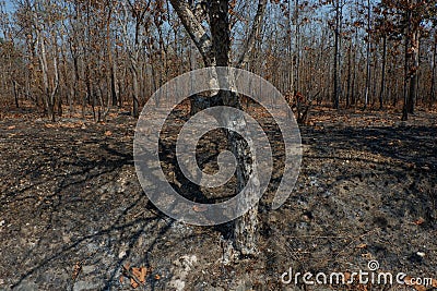 After wildfire in the forest. Stock Photo