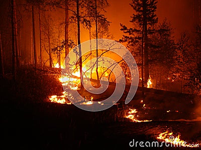 Wildfire Stock Photo