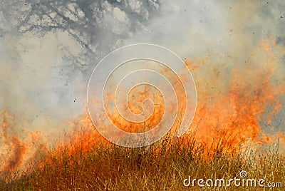 Wildfire Stock Photo