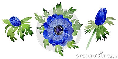 Wildflower Anemone flower in a watercolor style isolated. Stock Photo