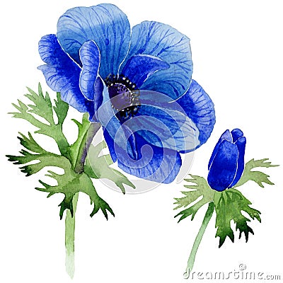 Wildflower Anemone flower in a watercolor style isolated. Stock Photo