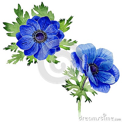 Wildflower Anemone flower in a watercolor style isolated. Stock Photo