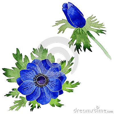 Wildflower Anemone flower in a watercolor style isolated. Stock Photo