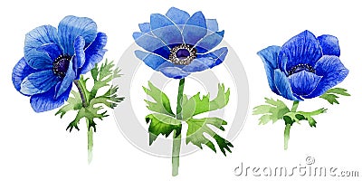Wildflower Anemone flower in a watercolor style isolated. Stock Photo