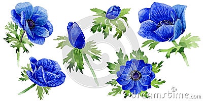 Wildflower Anemone flower in a watercolor style isolated. Stock Photo