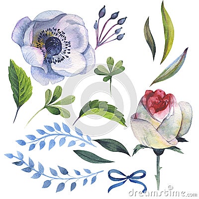 Wildflower anemone flower in a watercolor style isolated. Stock Photo