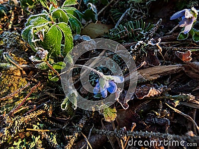 Wildflower Anemone hepatica - Liverwort covered with morning icy frost in the early morning in spring Stock Photo