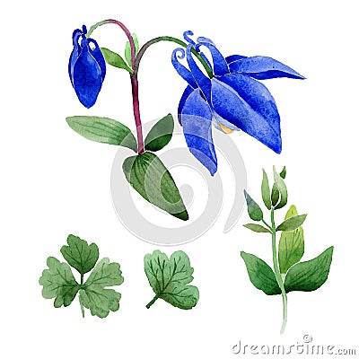 Wildflower Blue aquilegia flower in a watercolor style isolated. Stock Photo