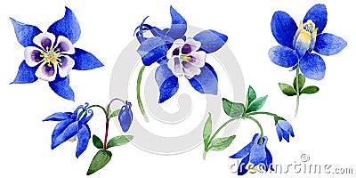 Wildflower Blue aquilegia flower in a watercolor style isolated. Stock Photo