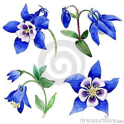 Wildflower Blue aquilegia flower in a watercolor style isolated. Stock Photo