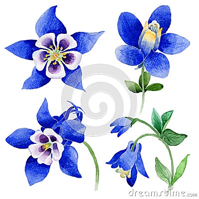 Wildflower Blue aquilegia flower in a watercolor style isolated. Stock Photo