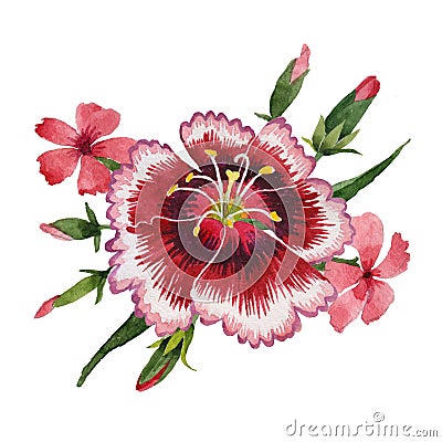 Wildflower carnation flower in a watercolor style isolated. Stock Photo