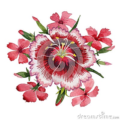 Wildflower carnation flower in a watercolor style isolated. Stock Photo