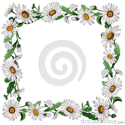 Wildflower chamomile flower frame in a watercolor style isolated. Stock Photo