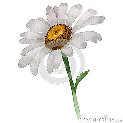 Wildflower chamomile flower in a watercolor style isolated. Stock Photo