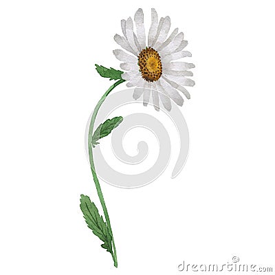 Wildflower chamomile flower in a watercolor style isolated. Stock Photo