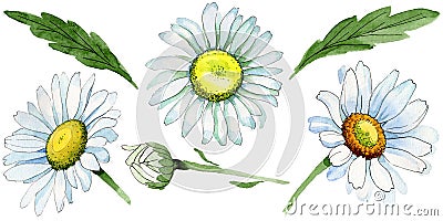 Wildflower chamomile flower in a watercolor style isolated. Stock Photo