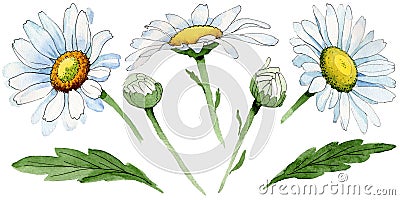 Wildflower chamomile flower in a watercolor style isolated. Stock Photo