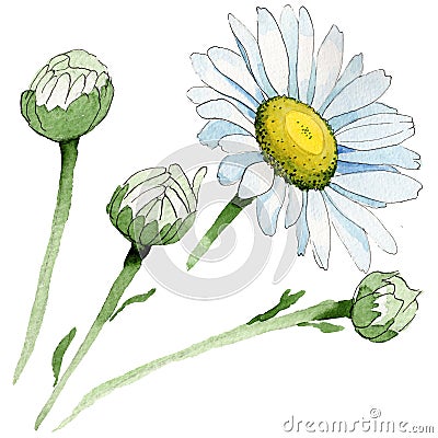 Wildflower chamomile flower in a watercolor style isolated. Stock Photo