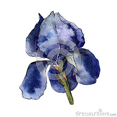 Wildflower colorful iris flower in a watercolor style isolated. Stock Photo