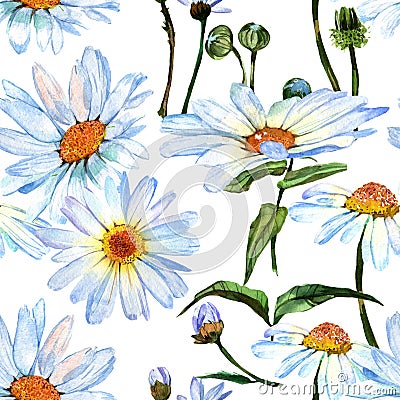 Wildflower daisy flower pattern in a watercolor style. Stock Photo